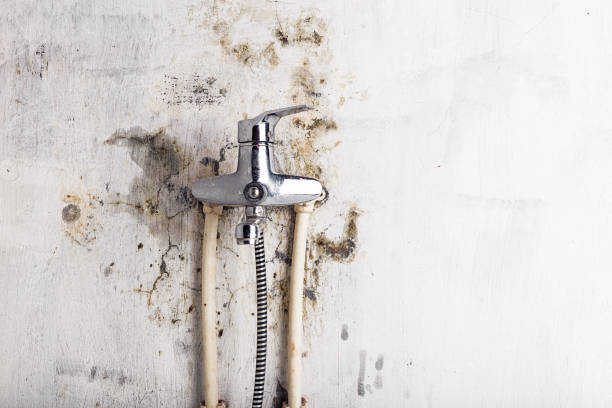 Best Mold Testing and Inspection Services in Highwood, IL