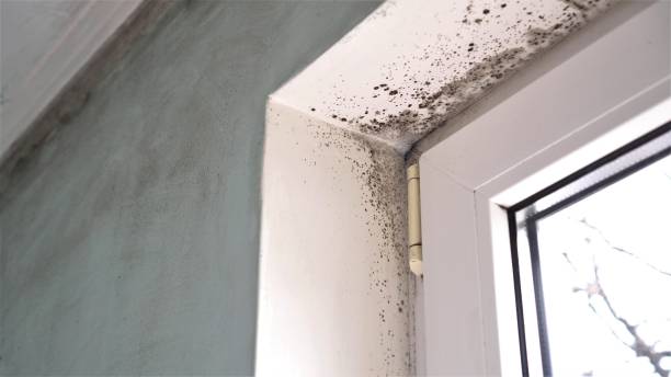 Best Post-Flood Mold Remediation in Highwood, IL