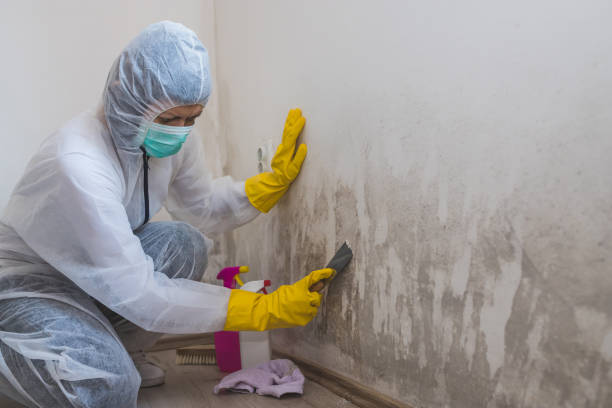 Best White Mold Remediation in Highwood, IL