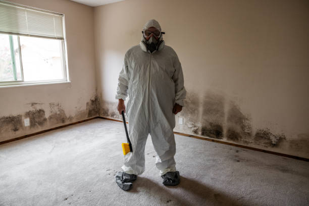 Best Insurance-Related Mold Remediation in Highwood, IL