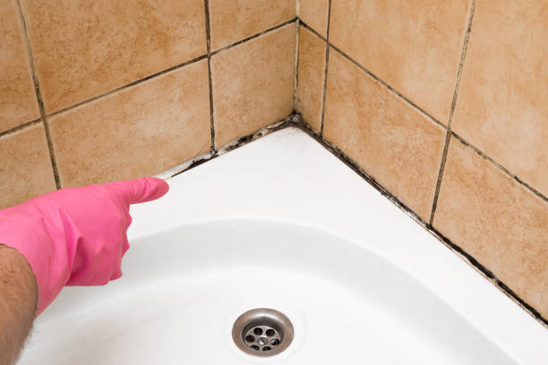 Best Residential Mold Remediation in Highwood, IL