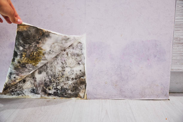 Best Health and Safety Mold Remediation in Highwood, IL